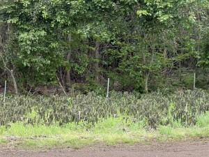 IMG_0606.jpeg