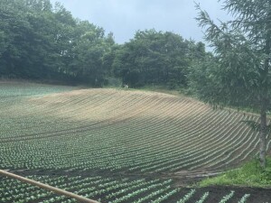 IMG_0715.jpeg