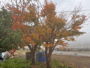 IMG_0905.jpeg